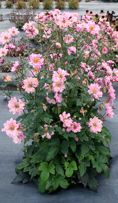 ANEMONE HARLEQUIN CAMEO #1