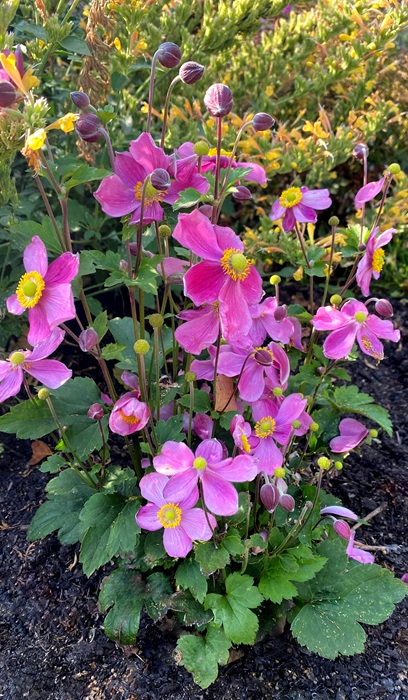 ANEM X SATIN DOLL ROSE #1