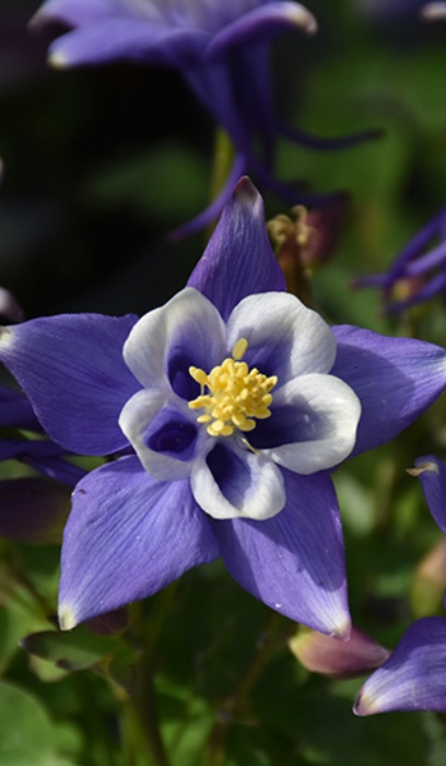 AQUIL EARLYBIRD BLUE WHITE #1