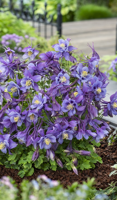 AQUIL EARLYBIRD PURPLE BLUE #1