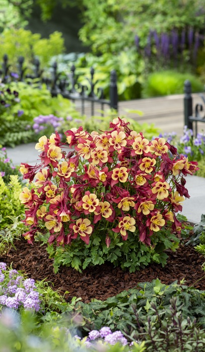 AQUIL EARLYBIRD RED YELLOW #1