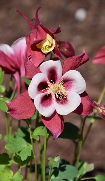 AQUIL EARLYBIRD RED WHITE #1