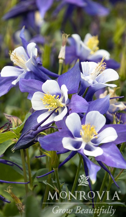 AQUIL KIRIGAMI DP BLUE &WHITE #1