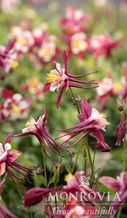 AQUIL KIRIGAMI RED & WHITE #1