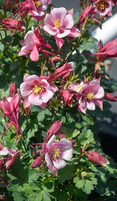 AQUIL KIRIGAMI ROSE & PINK #1