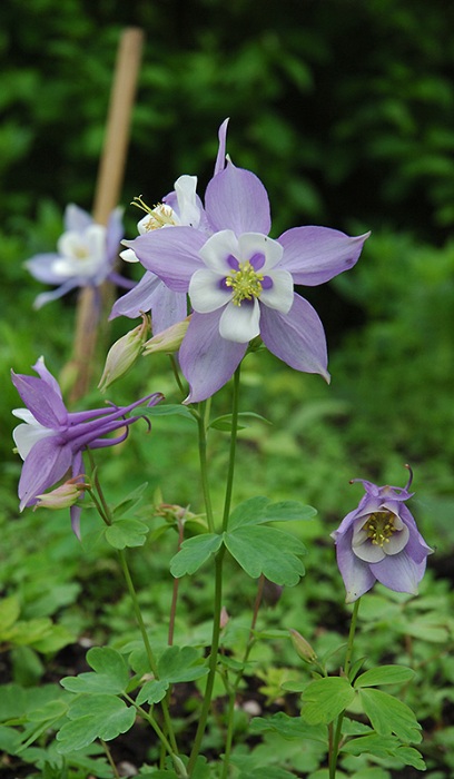 AQUIL CAE SWAN BLUE&WHITE #1