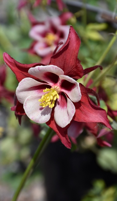 AQUIL CAE SWAN RED&WHITE #1