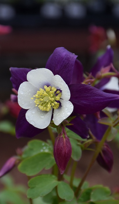 AQUIL CAE SWAN VIOLET & WHITE #1