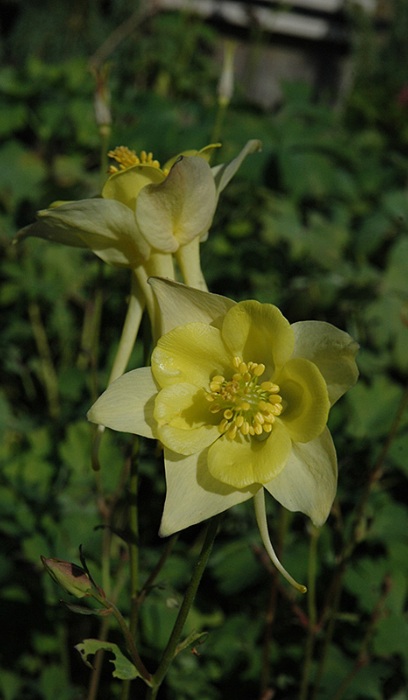 AQUIL CAE SWAN YELLOW #1