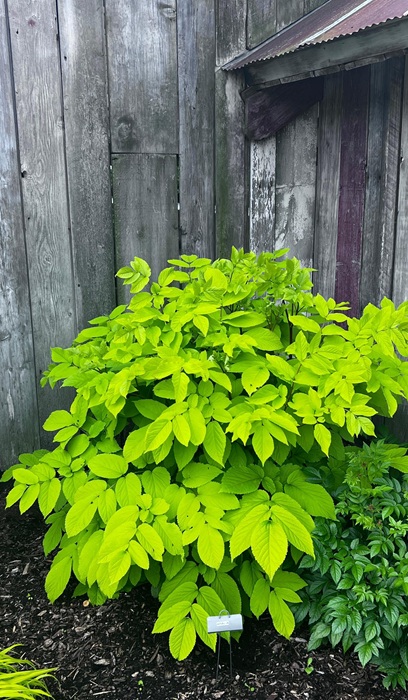 ARALIA COR SUN KING #2