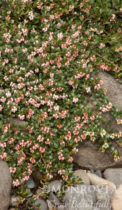 ARCTO MASS BEARBERRY #1