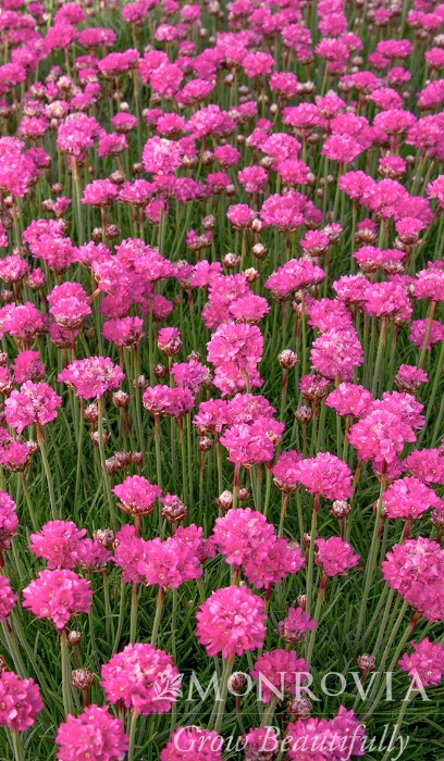 ARMER MAR BLOODSTONE #1