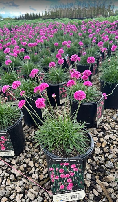 ARMERIA MAR DUSSELDORF PRIDE #1