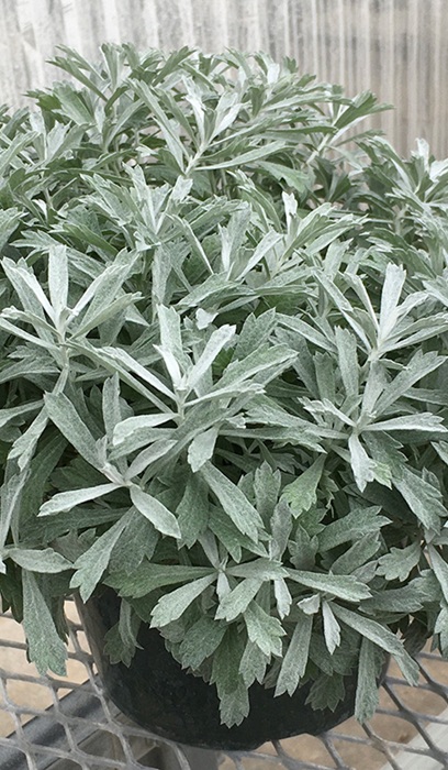 ARTEMI GARDEN GHOST #1