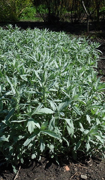 ARTEM LUD VALERIE FINNIS #1