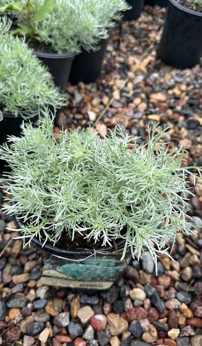 ARTEM SCH SILVER MOUND #1