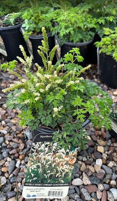 ARUNC AET NOBLE SPIRIT #1