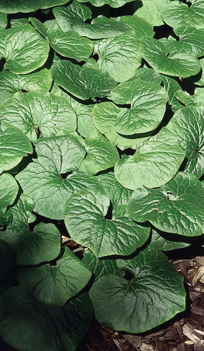 ASARUM CANADENSE WILD GINGER #1