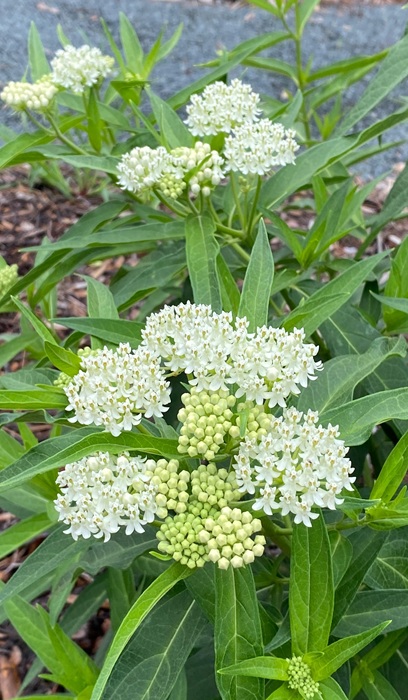 ASCLE INC ICE BALLET #1