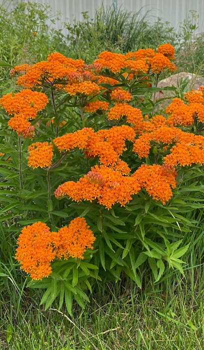 ASCLE TUB BUTTERFLY WEED #1