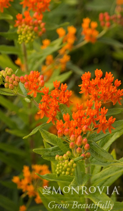 ASCLE TUB GAY BUTTERFLIES#1