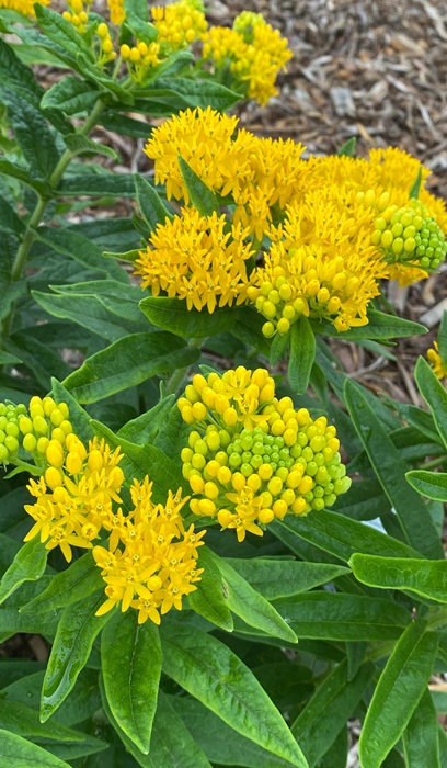 ASCLE TUB HELLO YELLOW #1