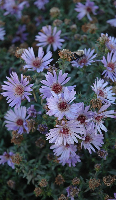 ASTER DUM WOOD'S BLUE #1