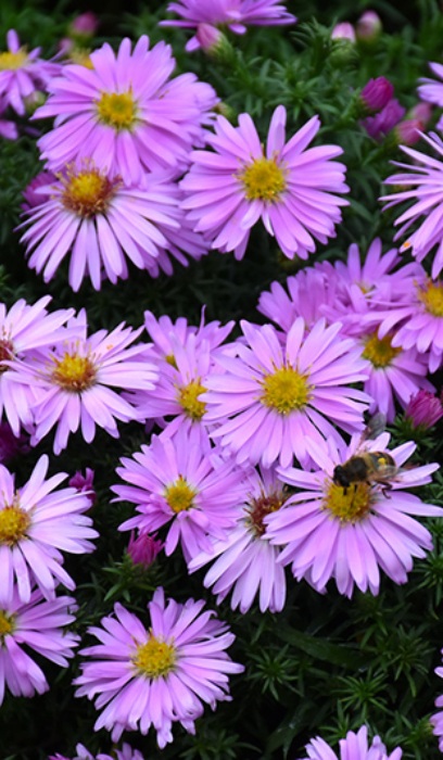 ASTER DUM WOOD'S PINK #1