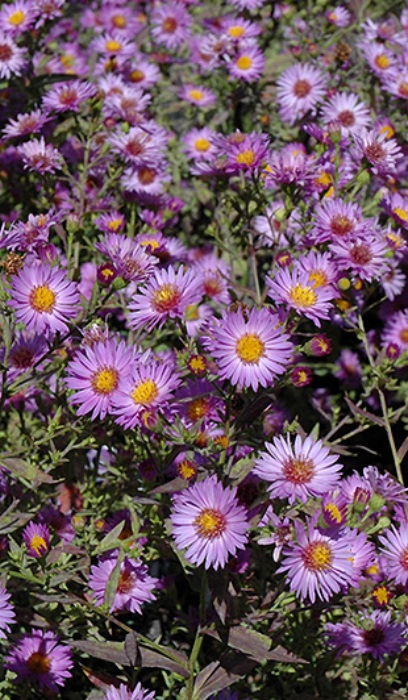 ASTER DUM WOOD'S PURPLE #1