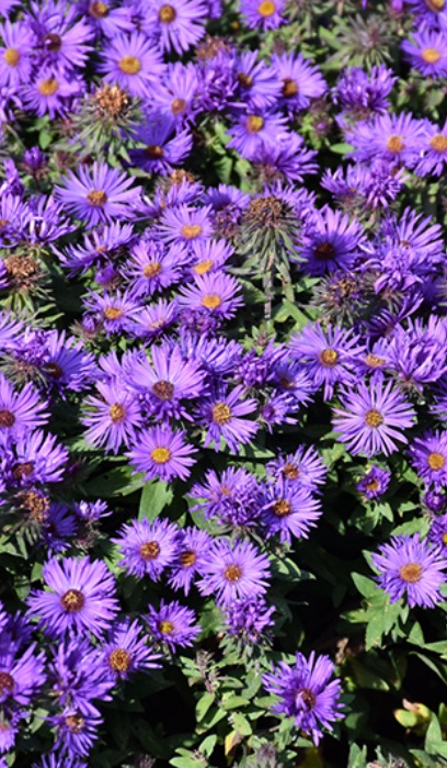 ASTER GRAPE CRUSH #1