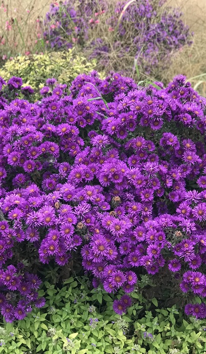 ASTER NOV PURPLE DOME #1