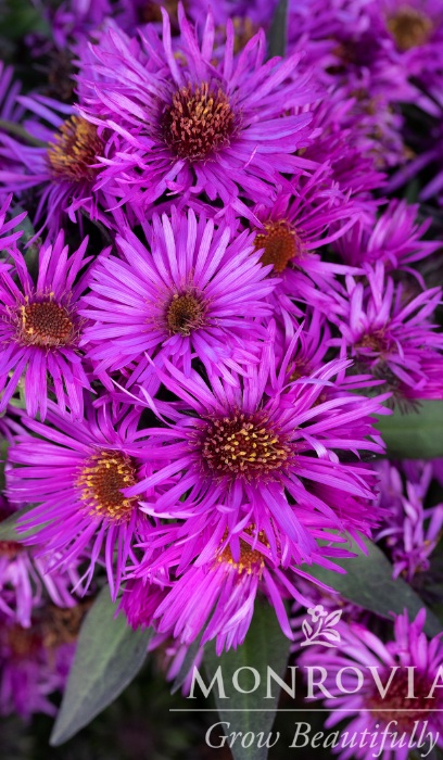 ASTER PINK CRUSH #1