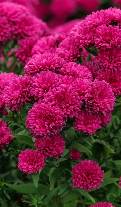 ASTER NOV SHOWMAKERS MAGENTA #1