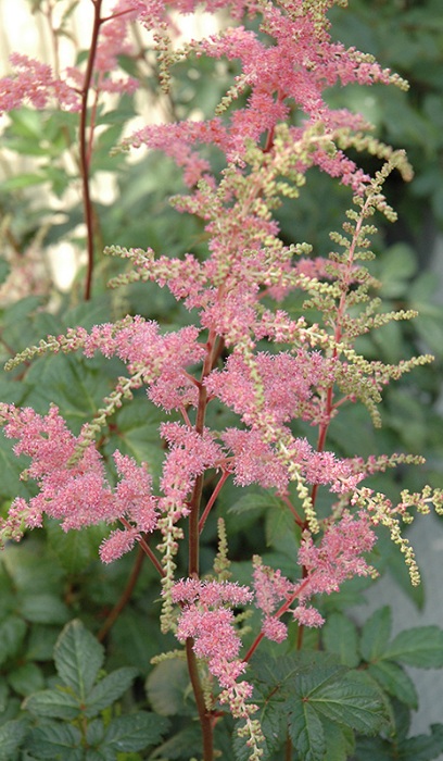 ASTILBE ARE BRESSING BEAUTY #1