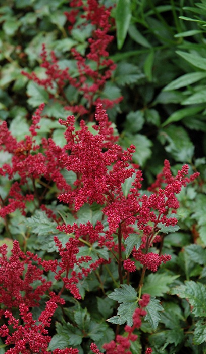ASTILBE ARE BURGUNDY RED #1