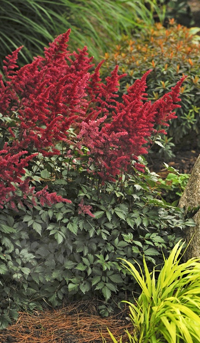 ASTILBE ARE FANAL #1 DK RED