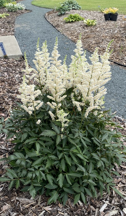 ASTILBE AR HAPPY SPIRIT #1