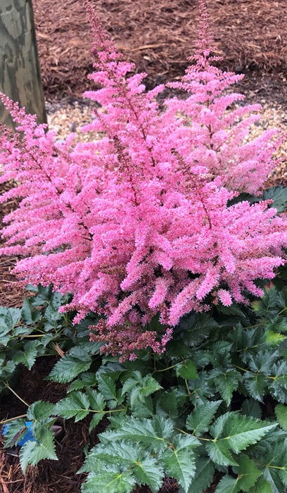 ASTILBE ARE RAZZLE DAZZLE #1