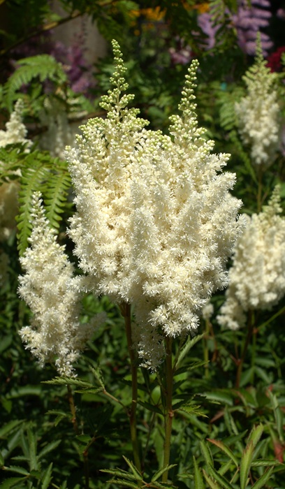 ASTILBE ARE WHITE GLORIA #1 WHT