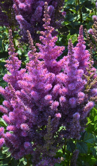 ASTILBE CHI BLACK PEARLS #1