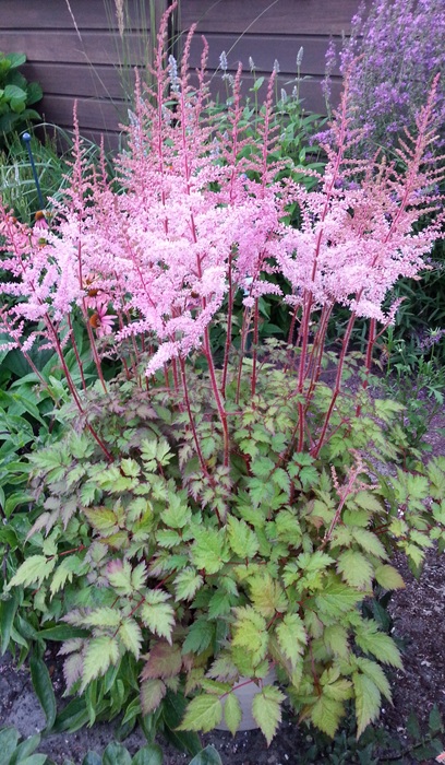 ASTILBE CHI DEFT LACE #1 PINK
