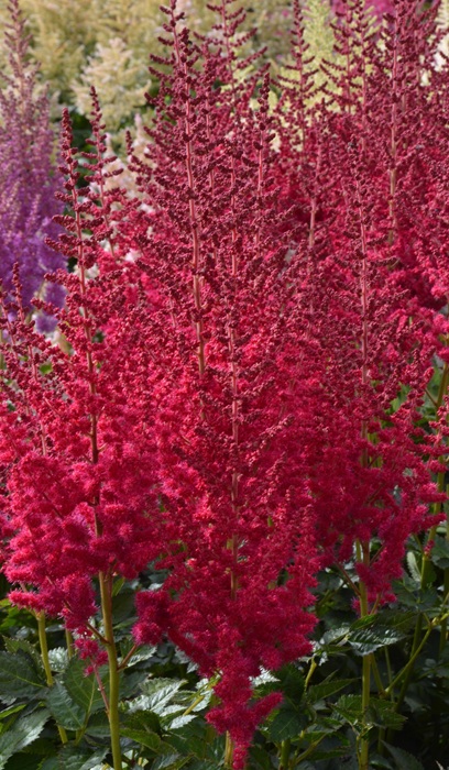 ASTILBE CHI HOT PEARLS #1