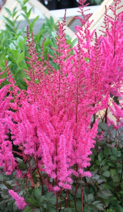 ASTILBE CHI MIGHTY CHOC CHERRY#1