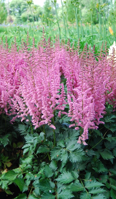 ASTILBE CHI VISION IN PINK #1