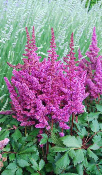 ASTILBE CHI VISION IN RED #1