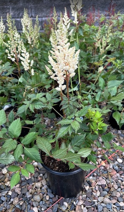 ASTILBE CHI VISION IN WHITE #1