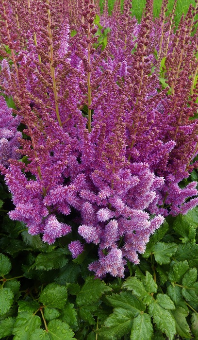 ASTILBE CHI VISIONS #1 LILAC