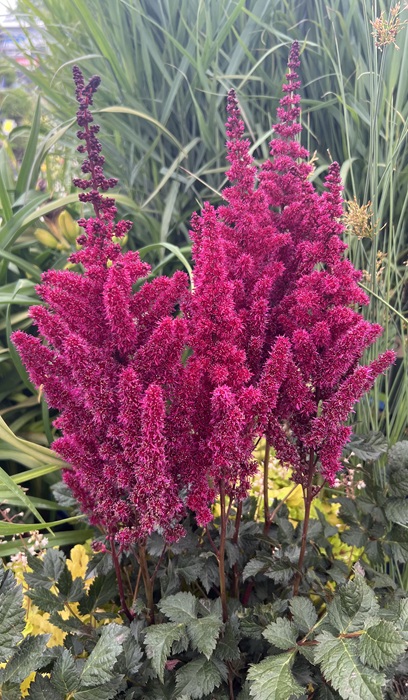 ASTILBE VISIONS VOLCANO #1