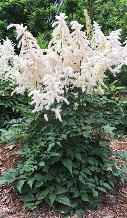 ASTIBLE DEUTSCHLAND #1 WHITE