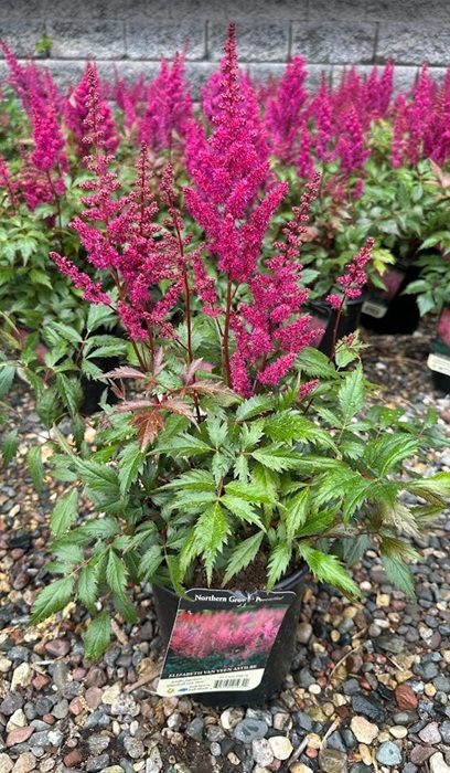 ASTILBE JAP ELIZABETH VAN VEEN#1